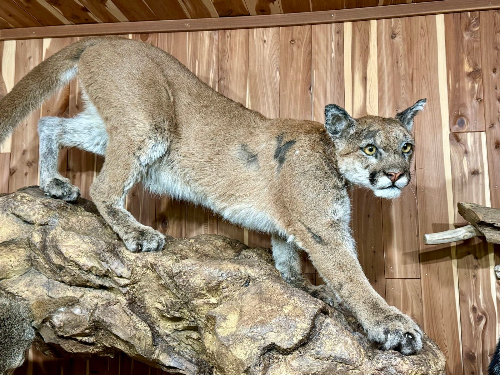 Wheeler Gorge Visitor Center - Image 1