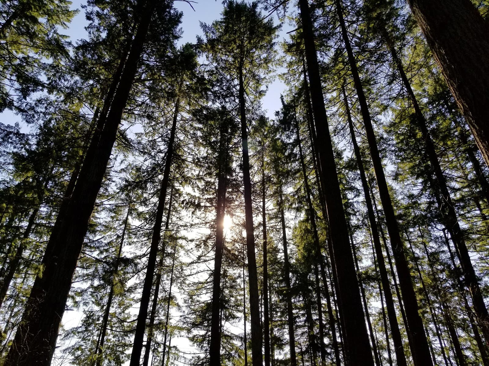 Lowami Hart Woods Natural Area - Image 1