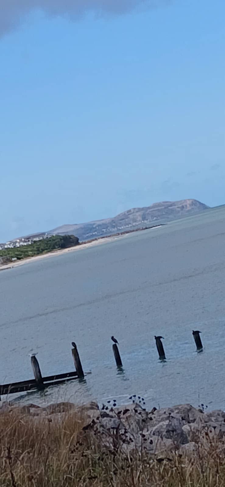 Welsh Mountain Zoo Penguins
