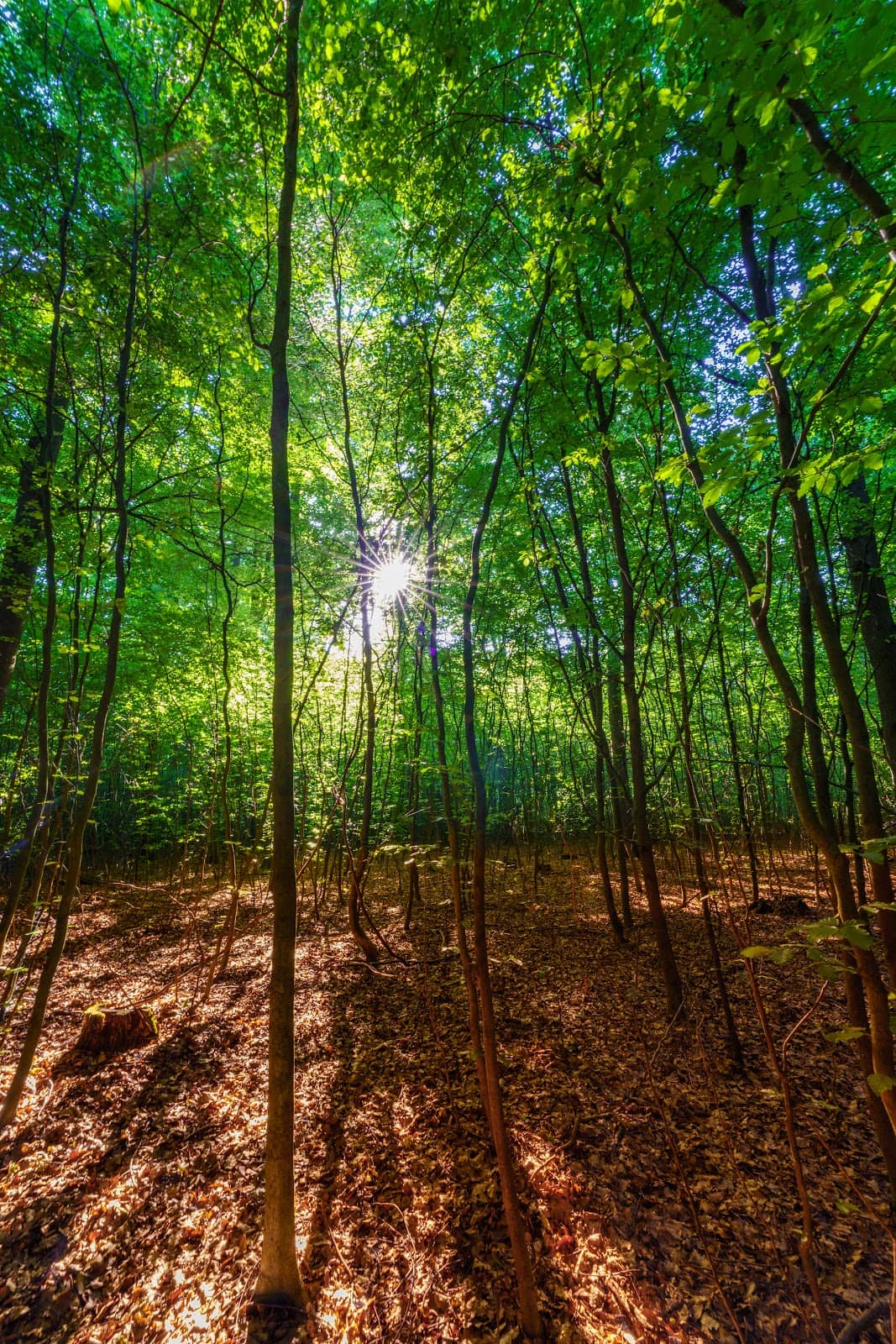 Dense, Tranquil Forest Paths