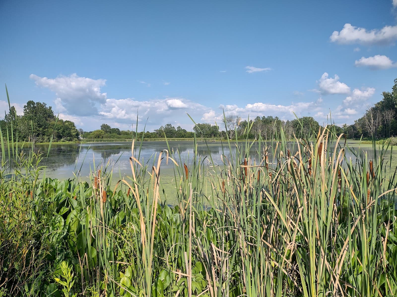 Celery Bog Nature Area - Image 1
