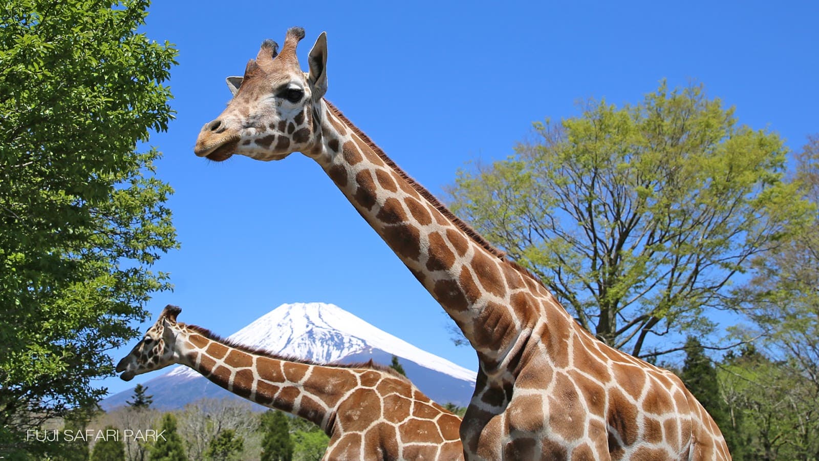 Fuji Safari Park - Image 1