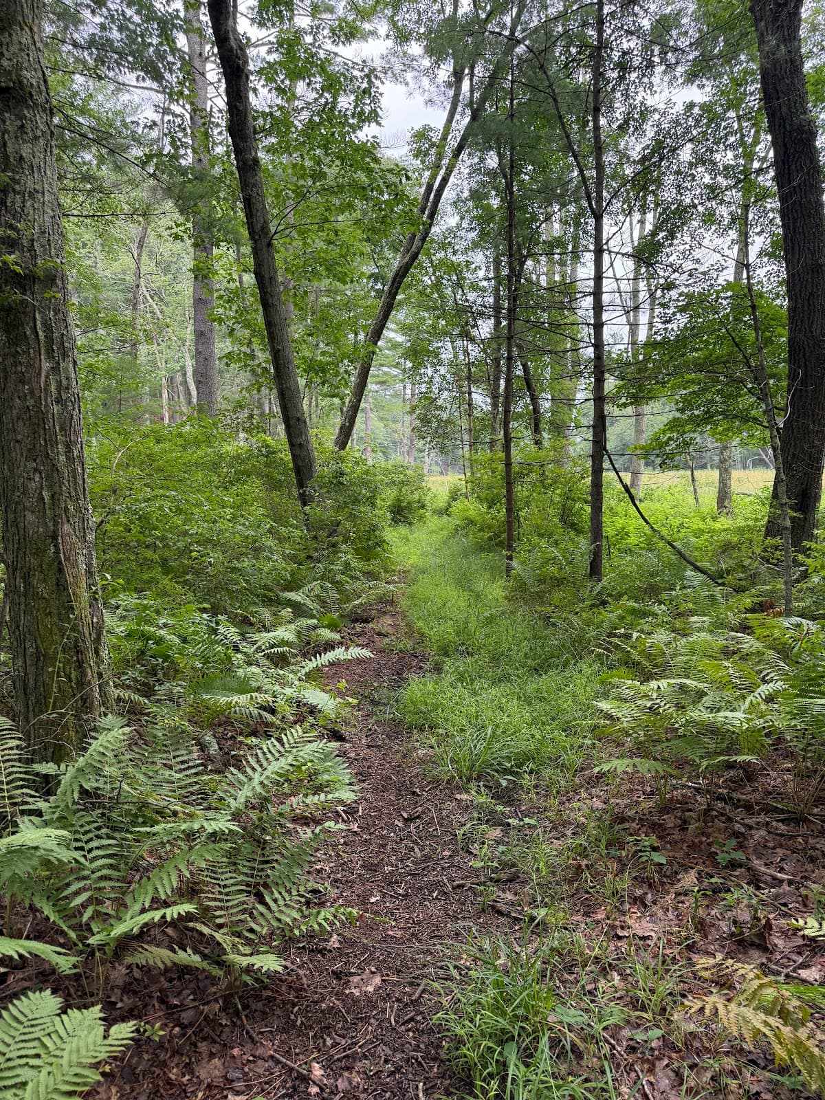 Stepinski Conservation Area - Image 1