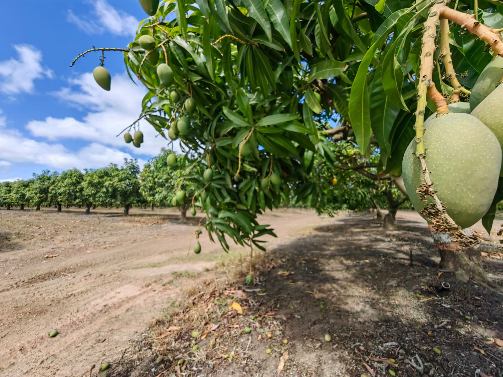 Golden Drop Mango Winery - Image 1
