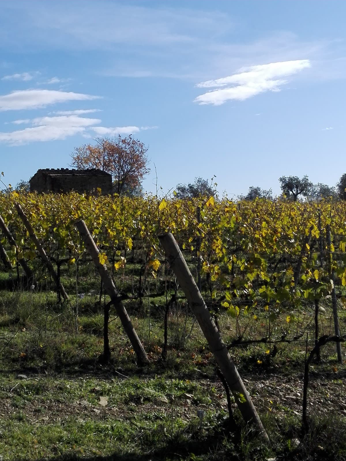 Chiesanuova (San Casciano) - Image 1