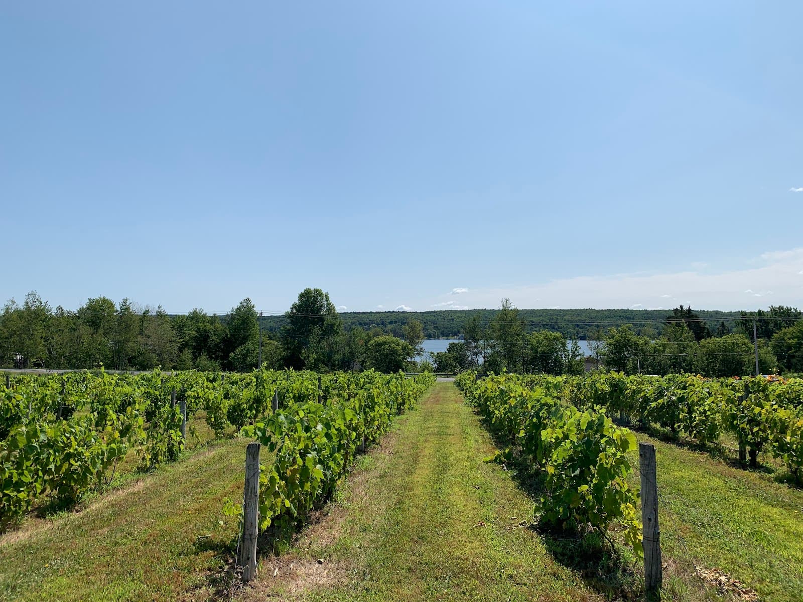 Cep d’Argent Vineyard - Image 1