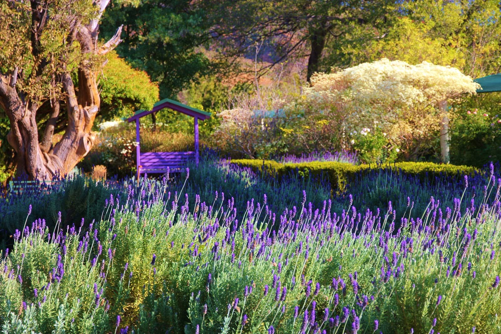 Aromatic Herb Gardens