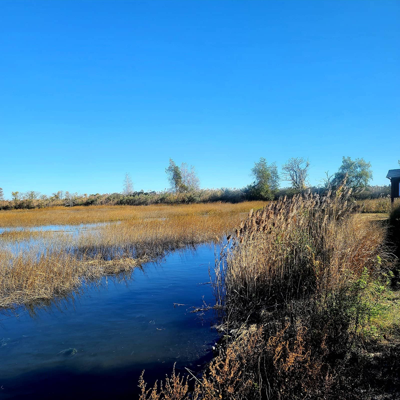 Tranquil Boardwalk Trails