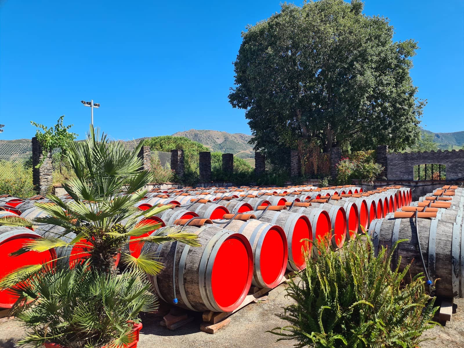 Authentic Mediterranean Flora