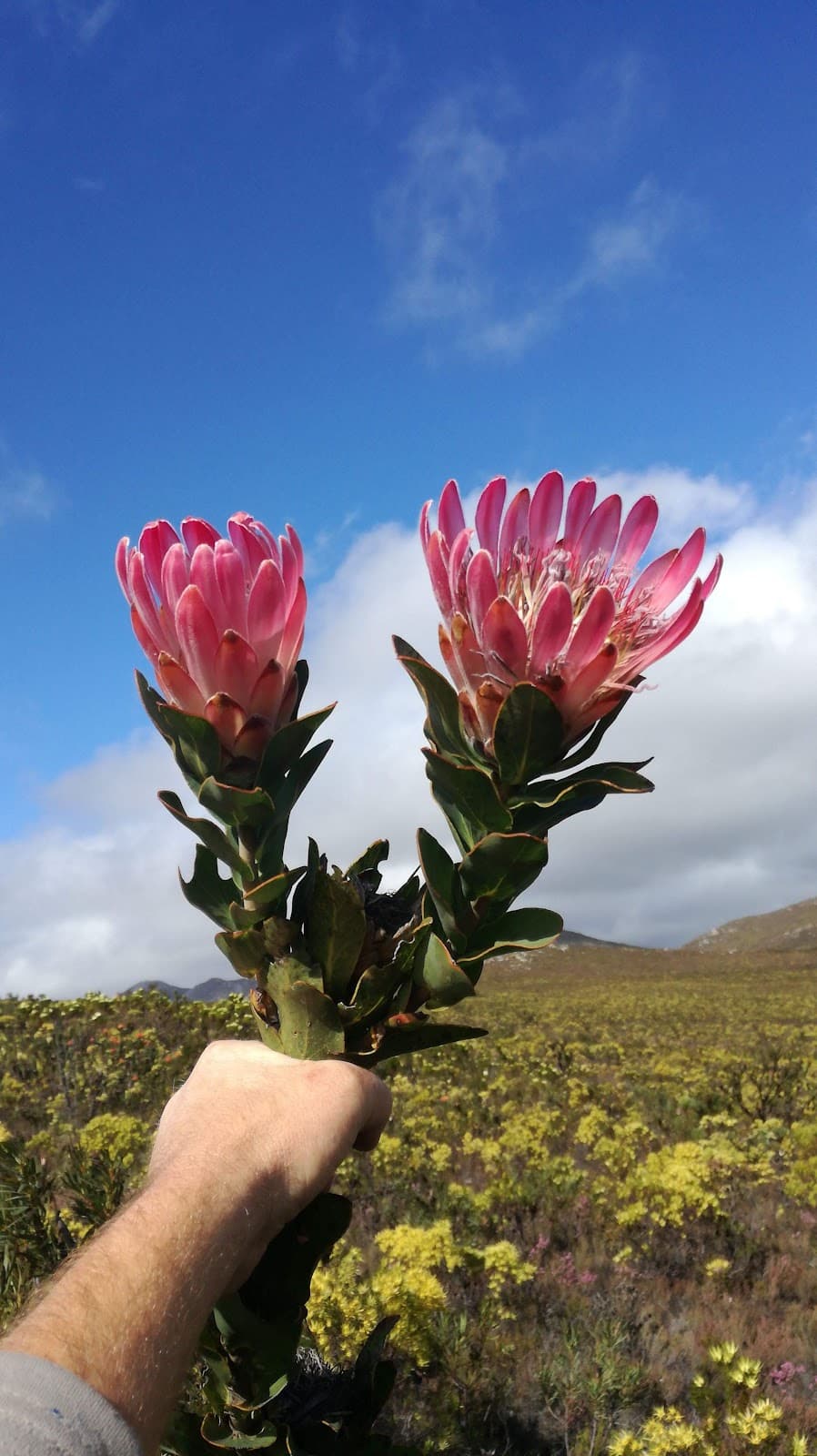 Akkedisberg Pass South Africa - Image 1