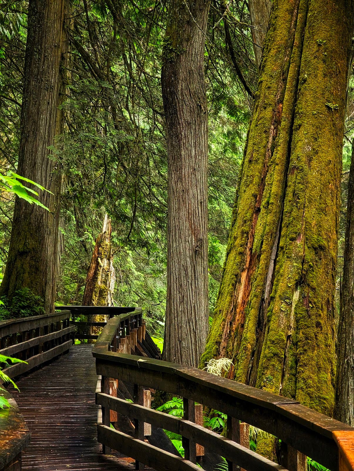 Ancient Forest/Chun T’oh Whudujut Provincial Park - Image 1