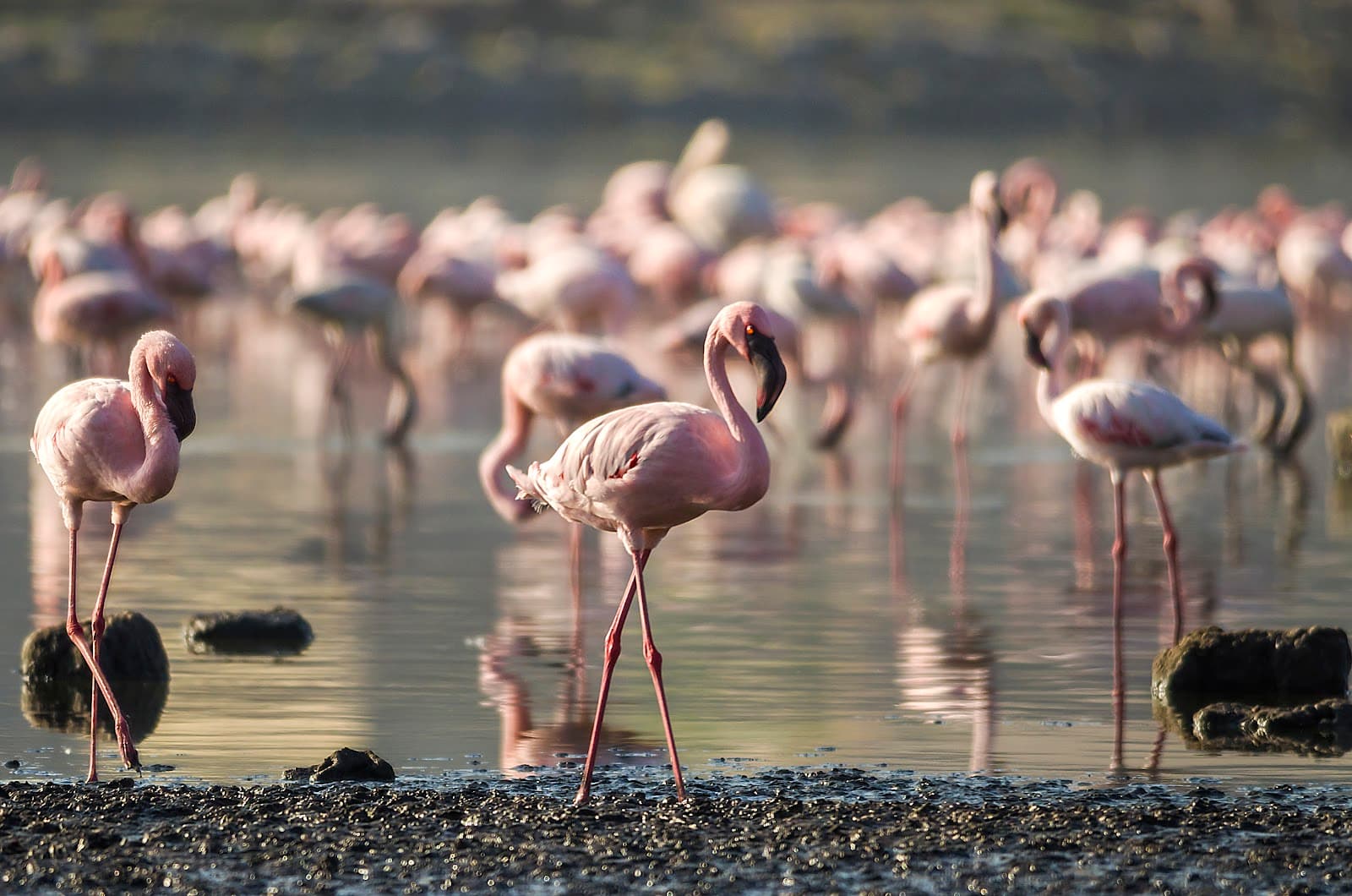 Porbandar Bird Sanctuary - Image 1
