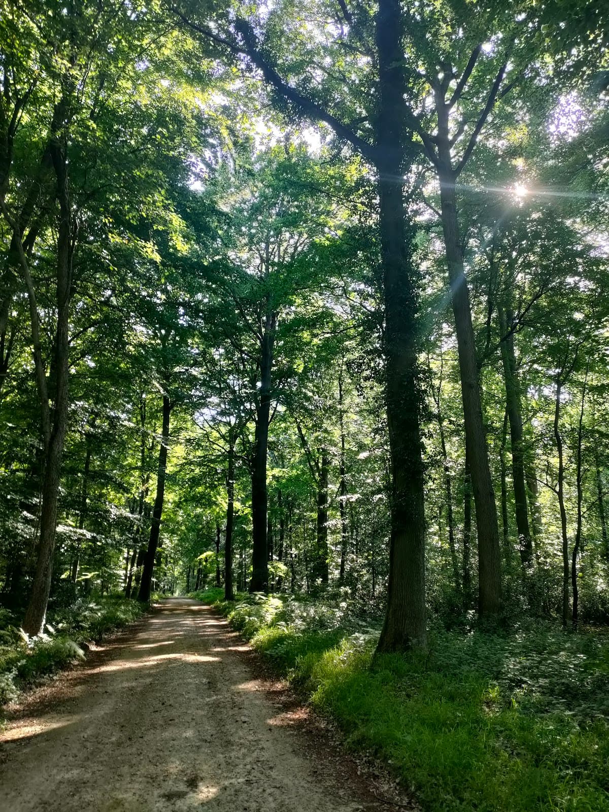 Forêt d'Halatte - Image 1