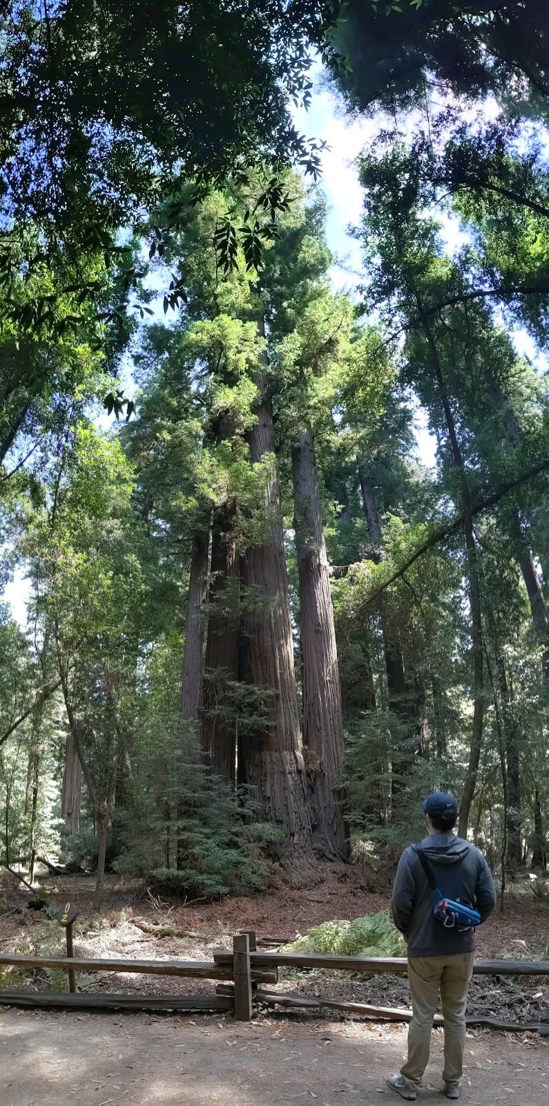 Henry Cowell Redwood Grove Loop Trail - Image 1