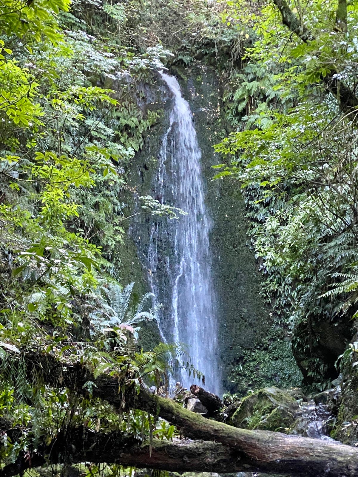 Nicols Falls Glowworms - Image 1