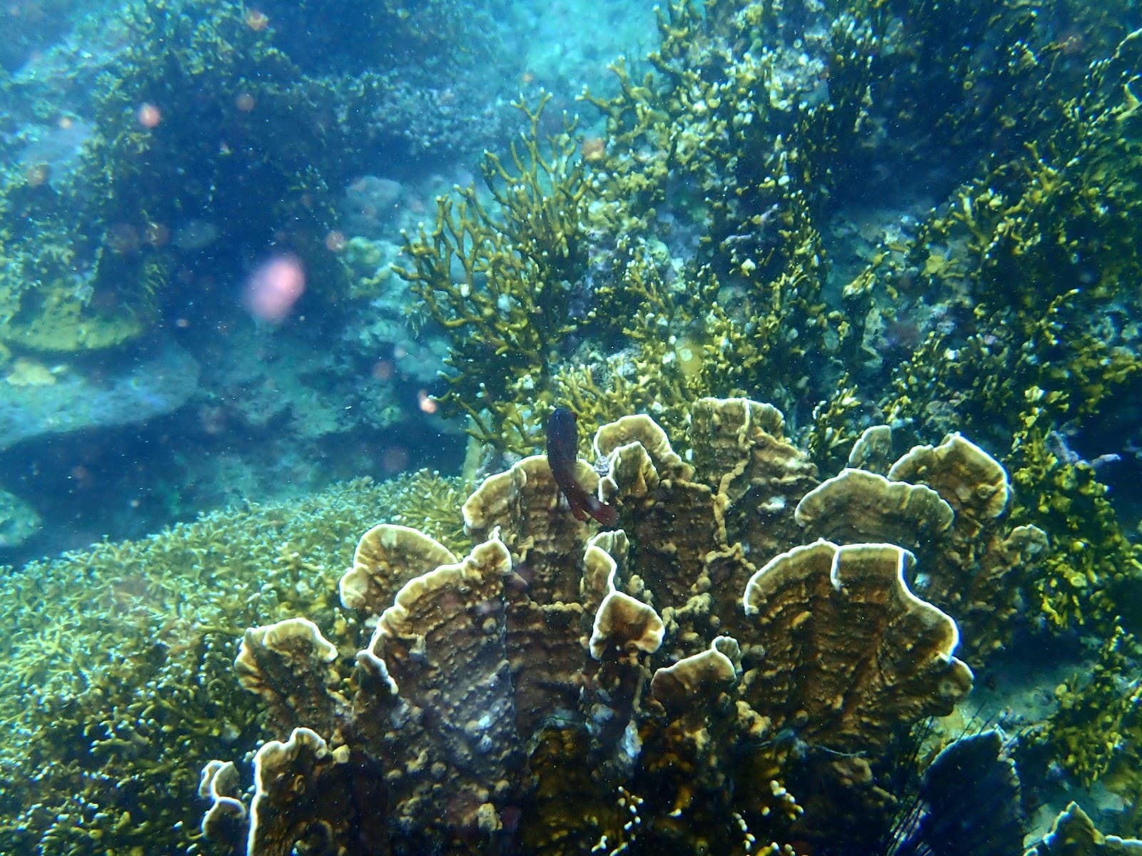 Hon Mun Marine Protected Area - Image 1