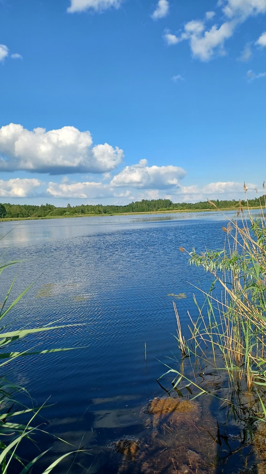 Dojlidy Ponds - Image 1
