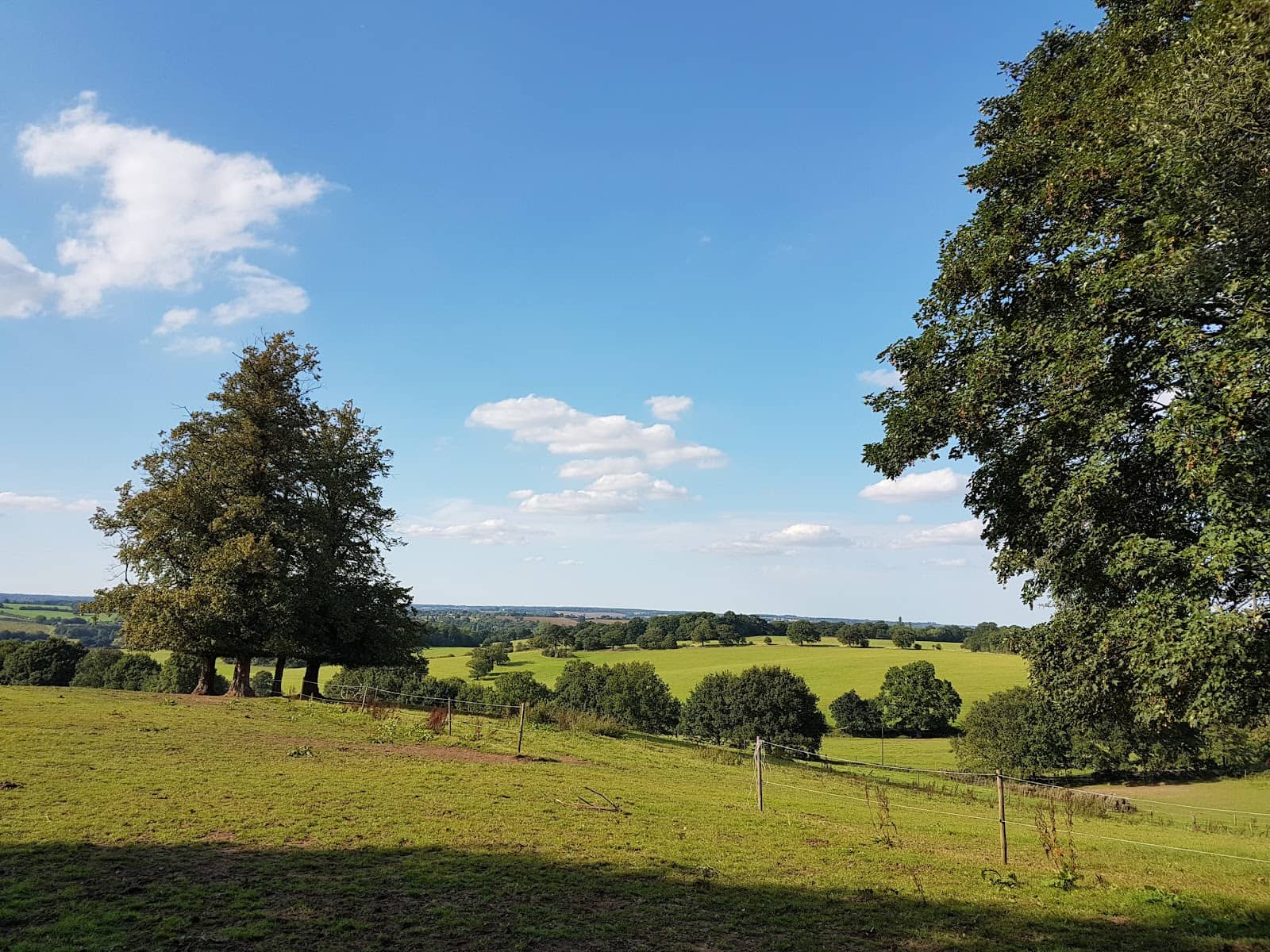 Grazing Horses and Cows