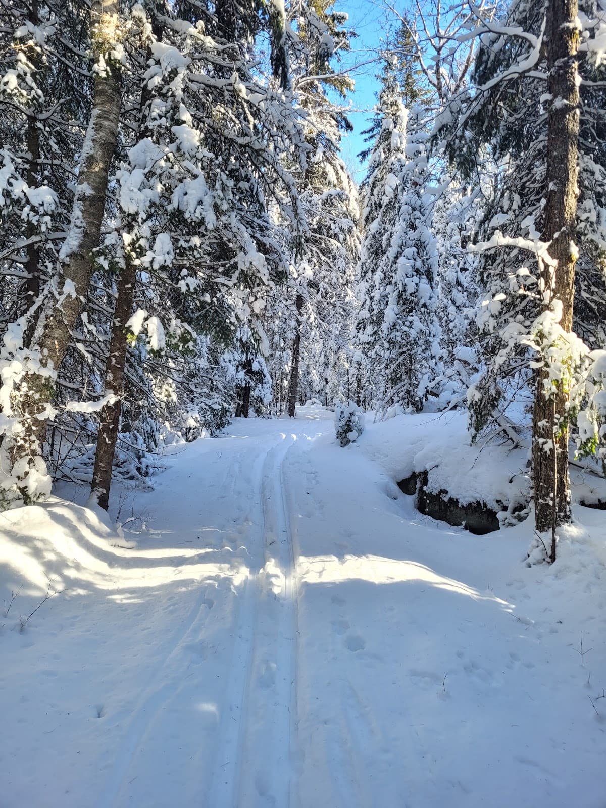 Somerville Forest (Somerville Tract) - Image 1