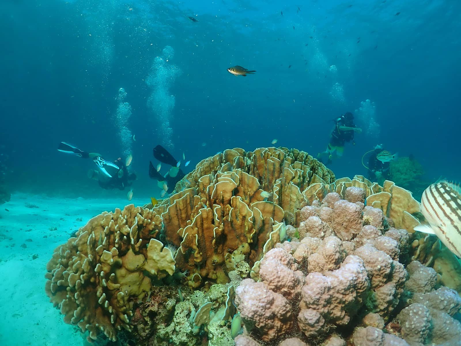 Underwater Photography