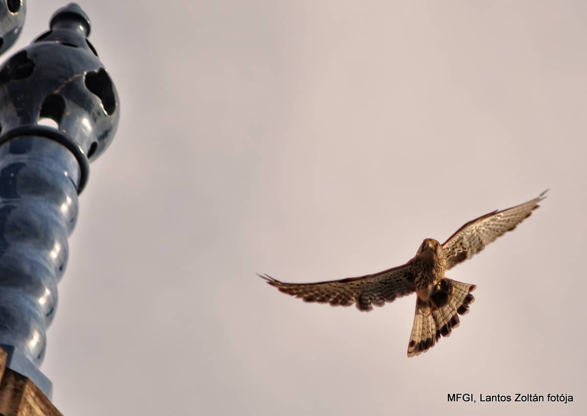 Geological Collection