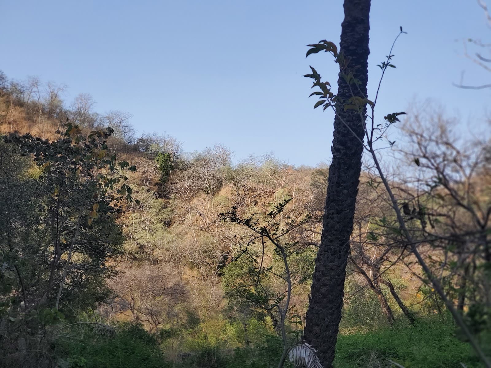 Kumbhalgarh Wildlife Sanctuary - Image 1