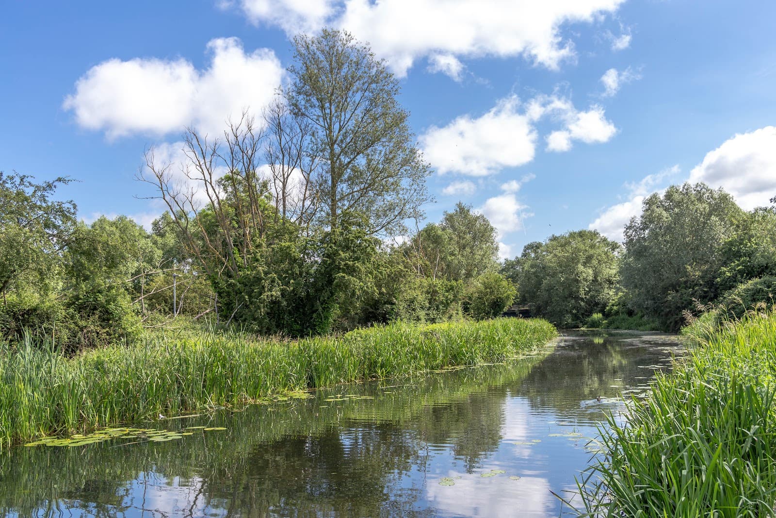 River Chelmer Towpath - Image 1