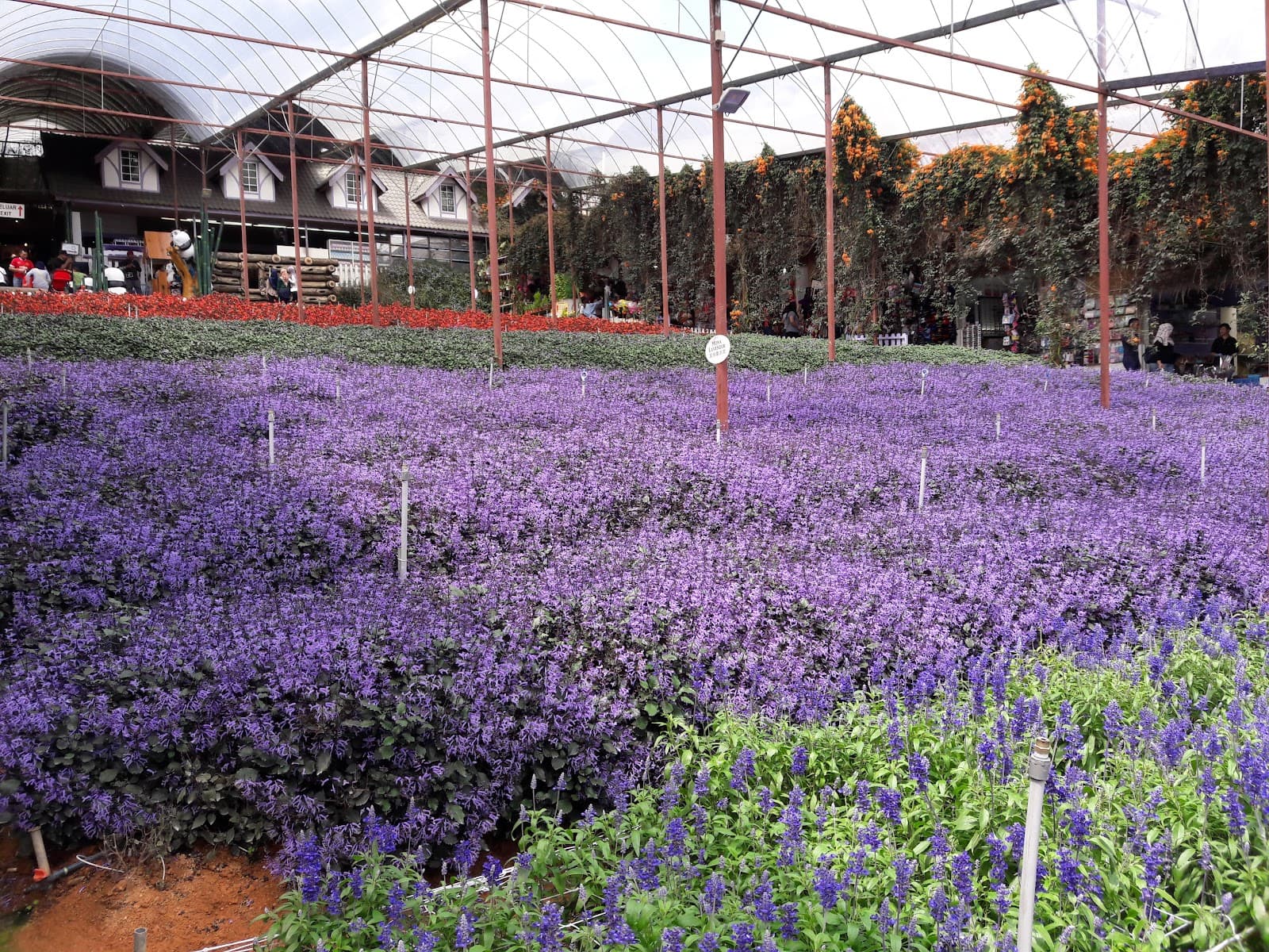 Cameron Lavender Garden - Image 1