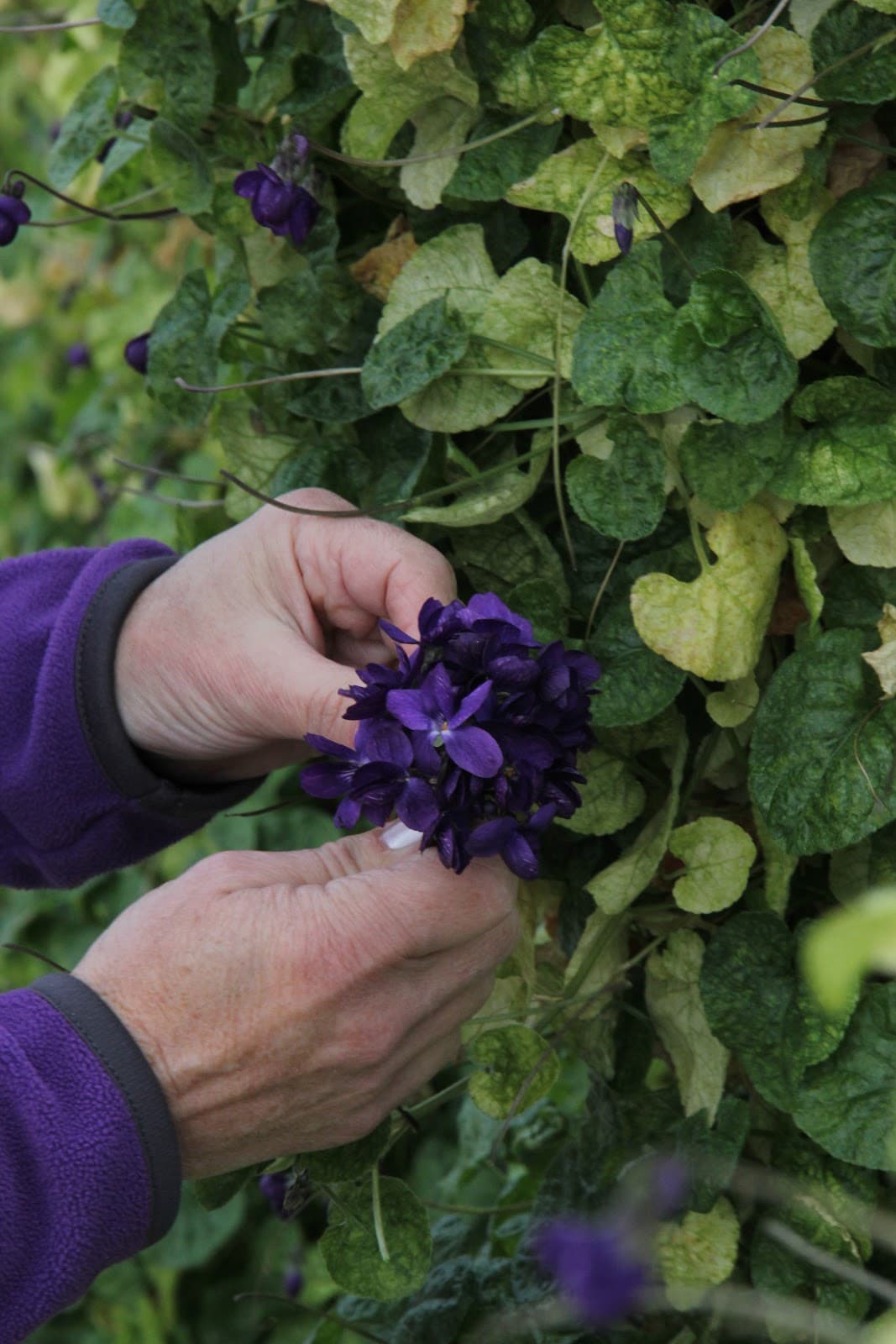 Bastide aux Violettes (Tourrettes-sur-Loup) - Image 1