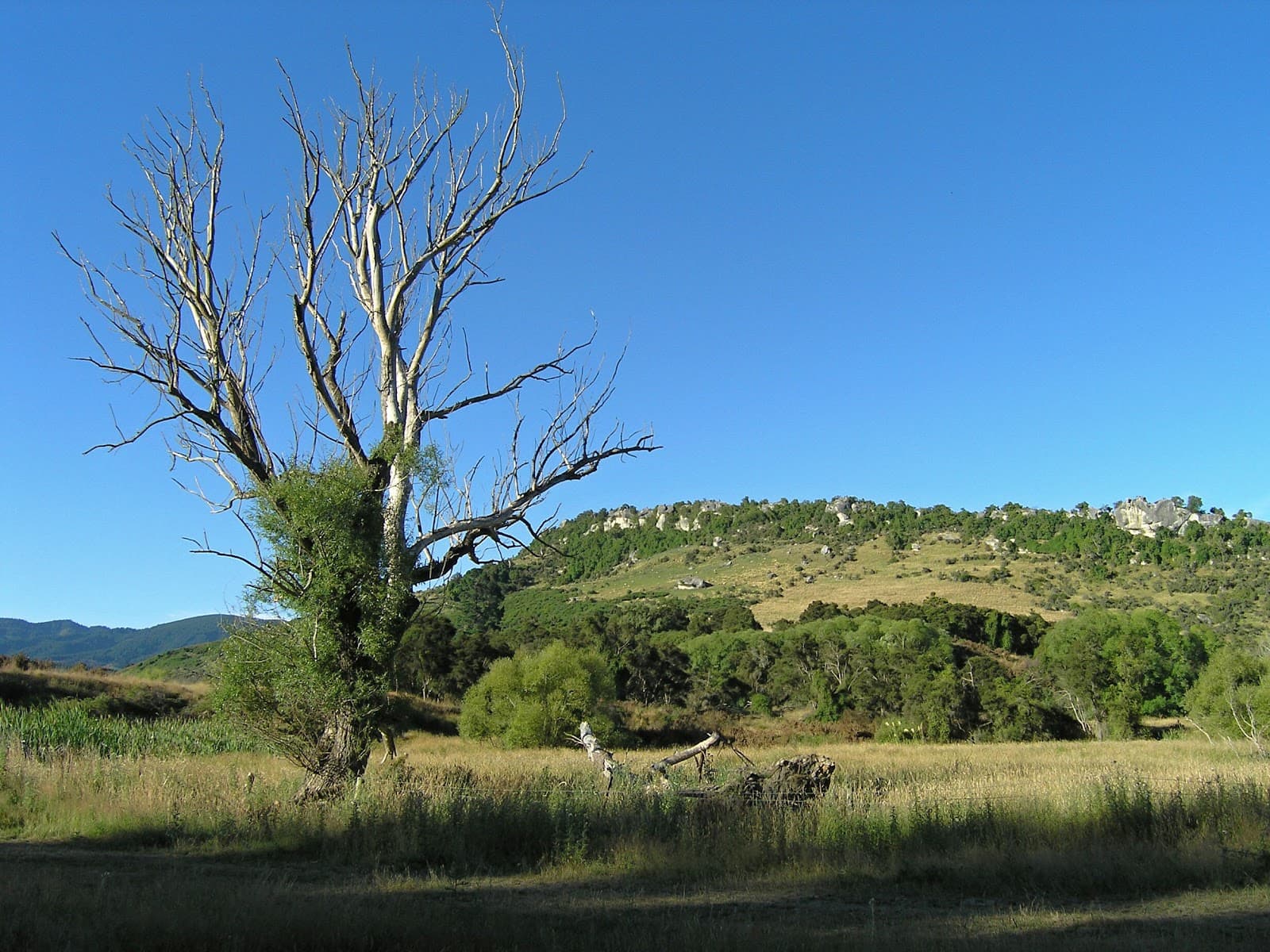 Kakahu Bush Scenic Reserve and Rock Art - Image 1