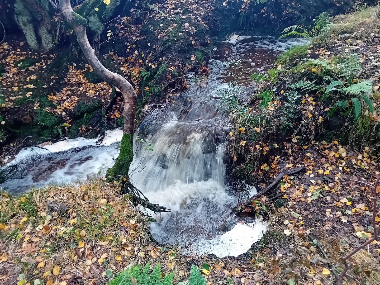 Colden Clough Nature Reserve - Image 1