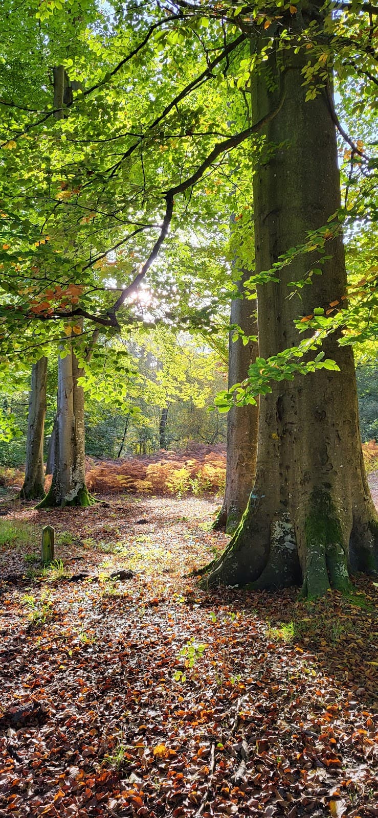 Compiègne Forest - Image 1