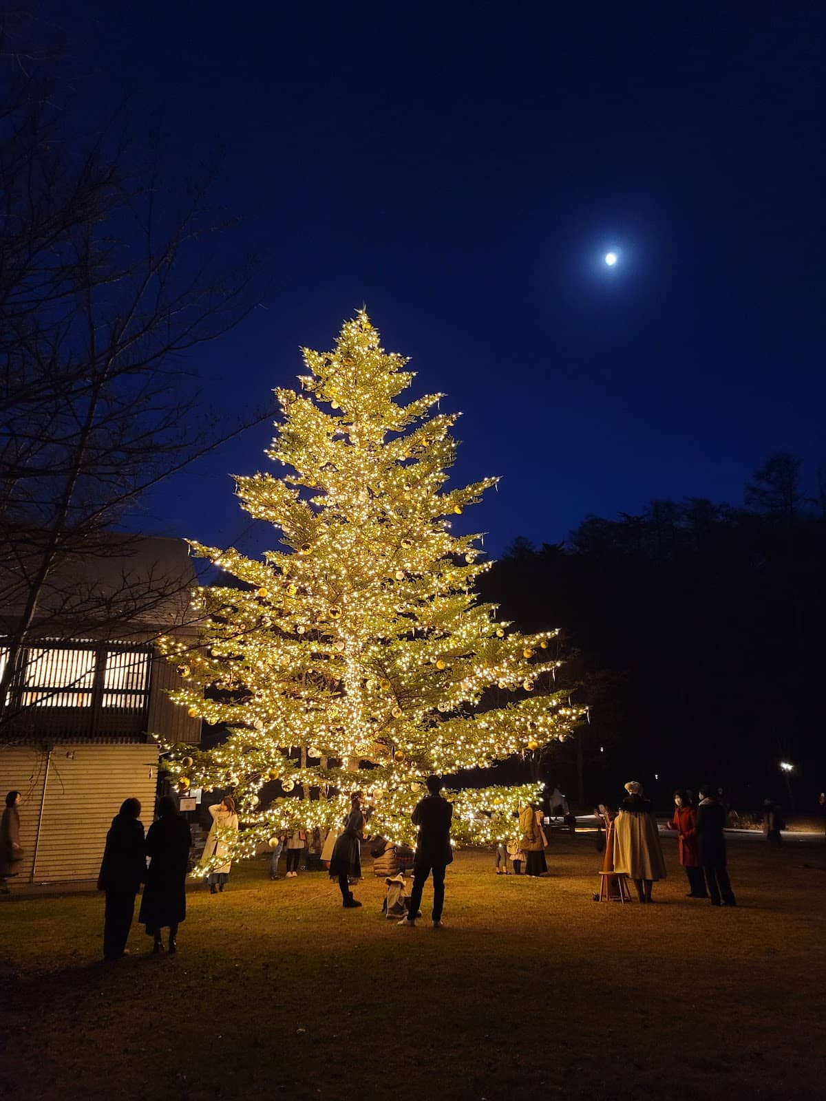 Miffy Forest Kitchen