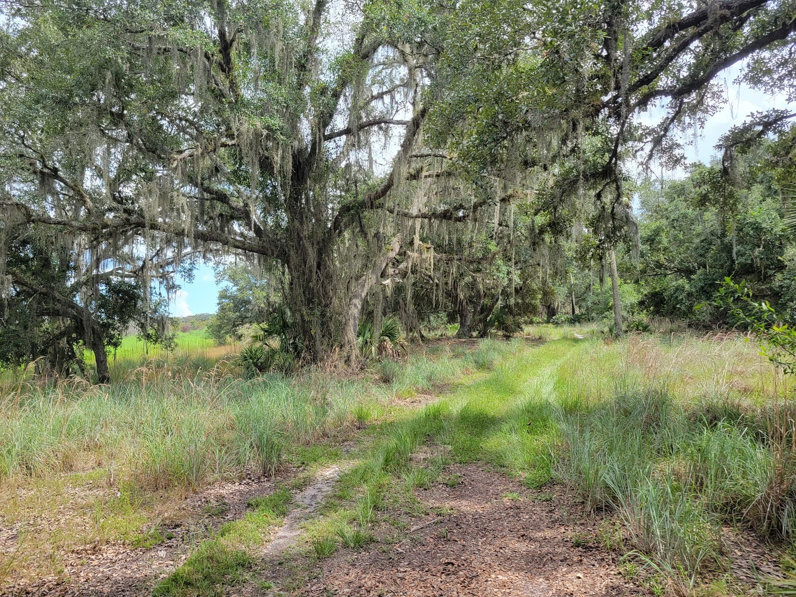 Hickory Hammock Wildlife Management Area - Image 1