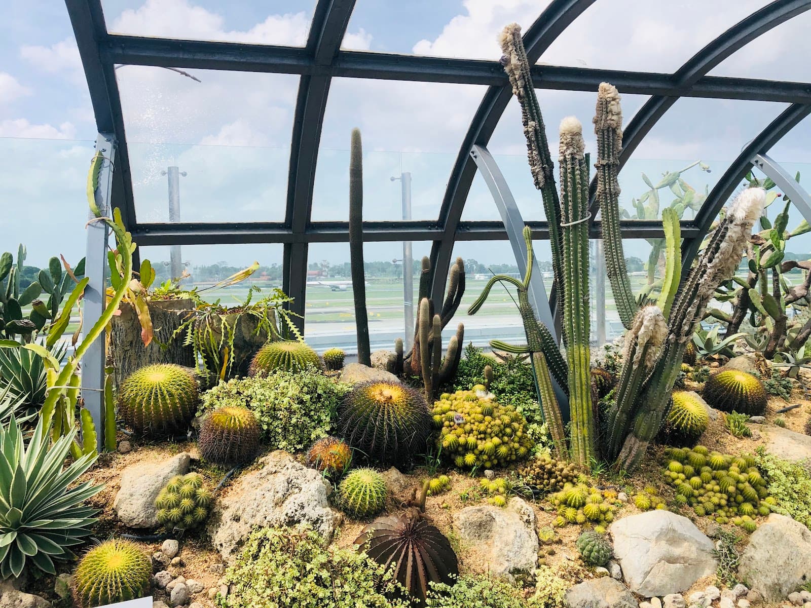 Cactus Garden, Changi Airport Terminal 1 - Image 1