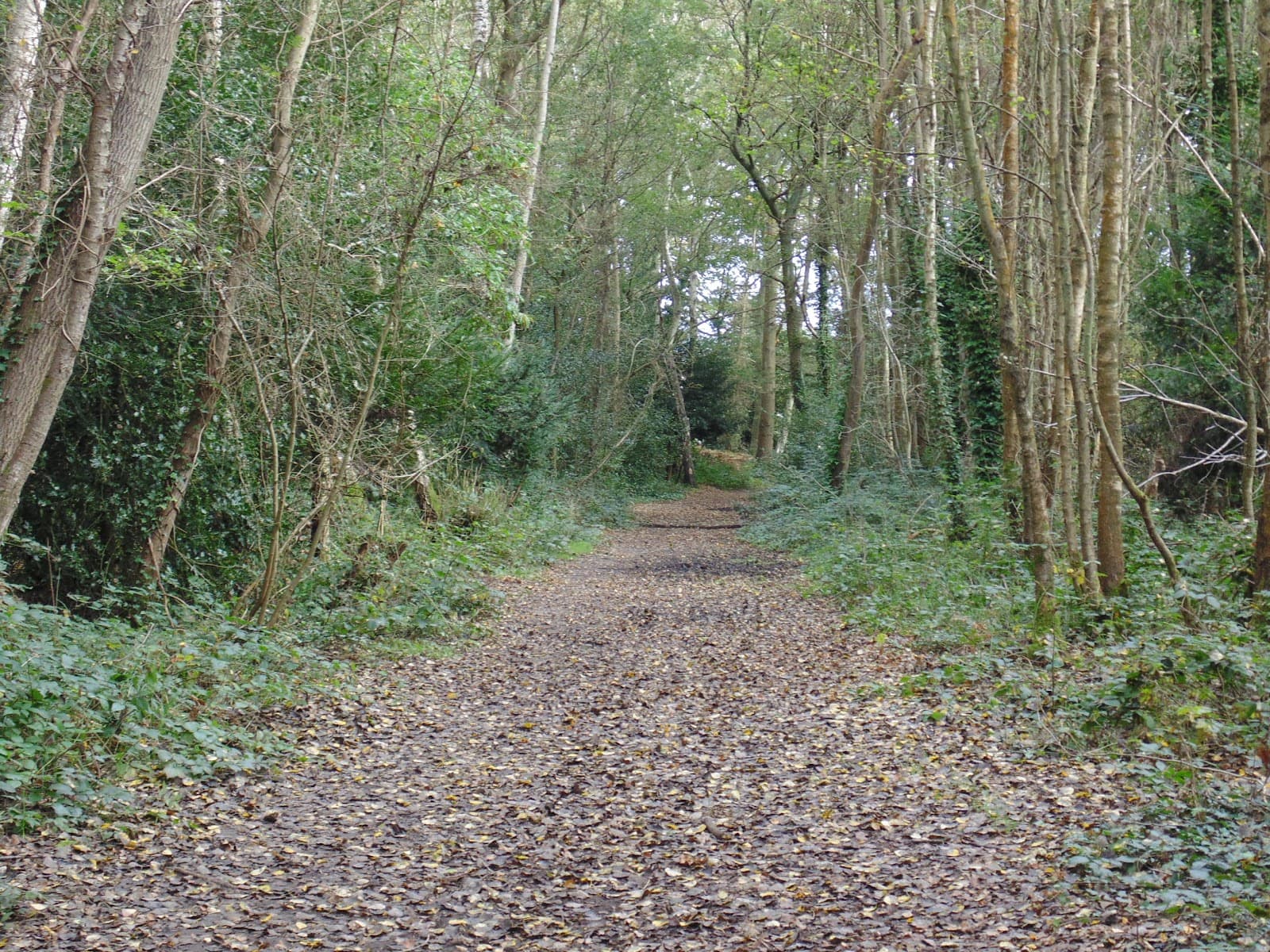 Arbrook Common - Image 1