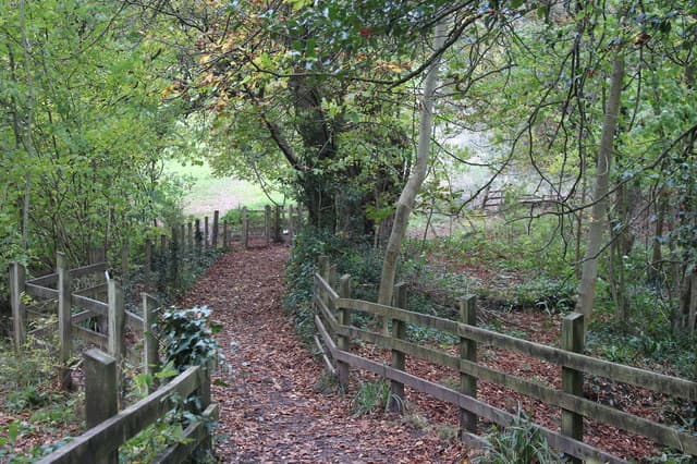 Allt-yr-yn Nature Reserve - Image 1