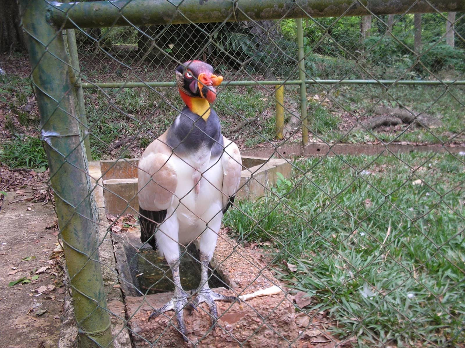 Wooded Area with Bridges
