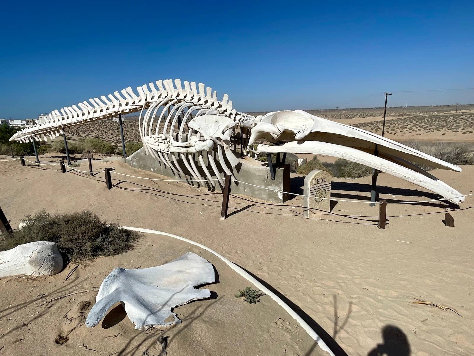 Desert & Ocean Ecosystems