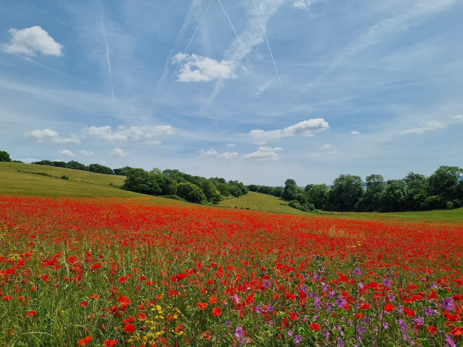 Ranscombe Farm Nature Reserve - Image 1