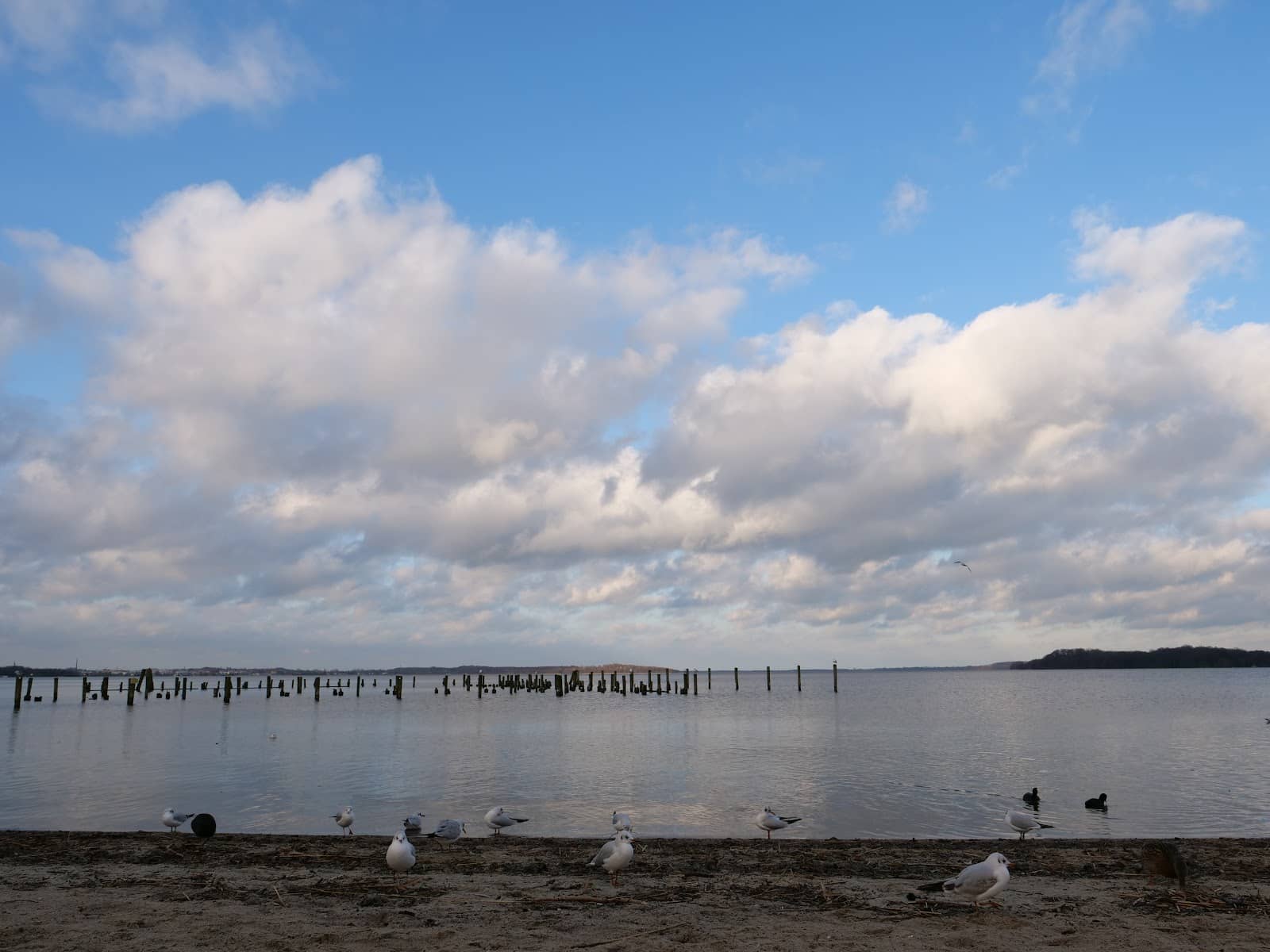 Möwen füttern (Feeding Seagulls)