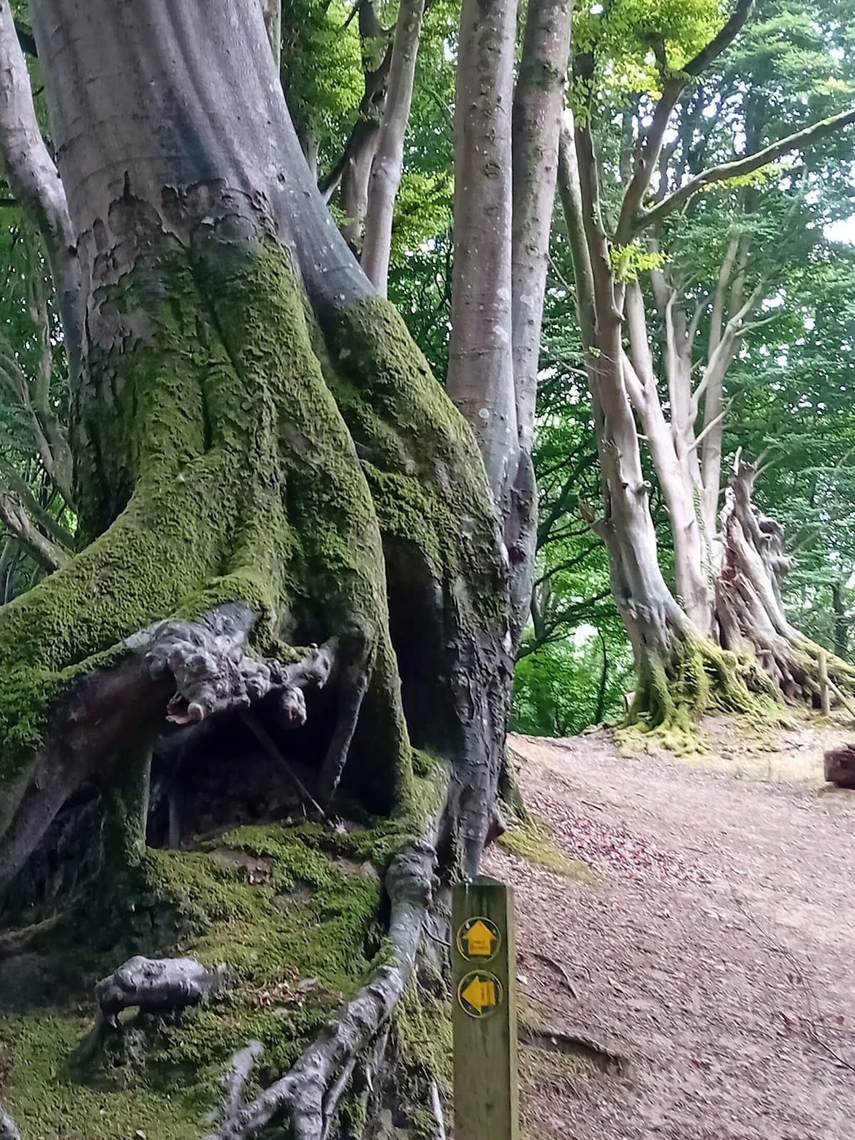 Fire Beacon Hill LNR - Image 1