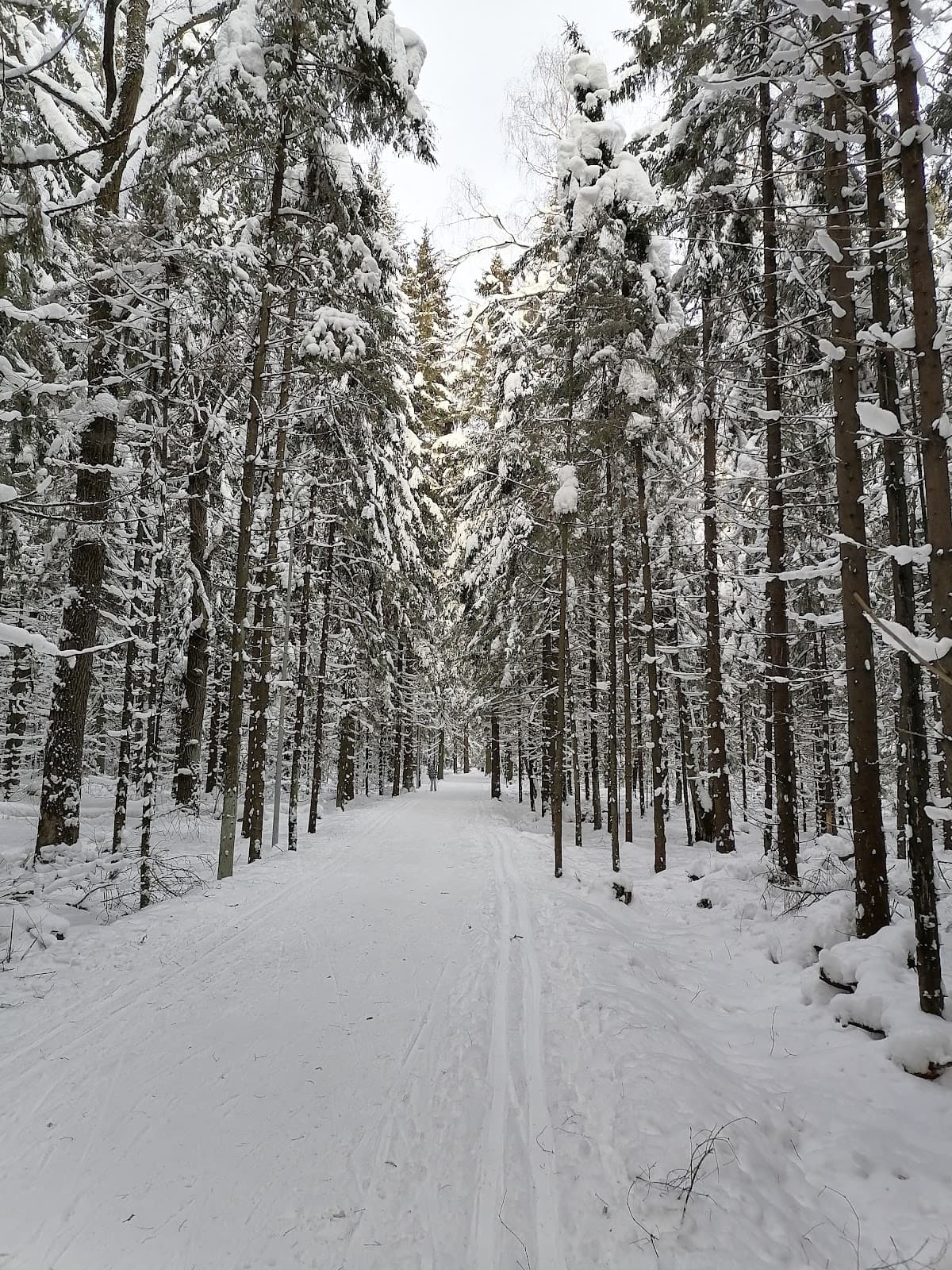 Pirogovsky Forest Park - Image 1
