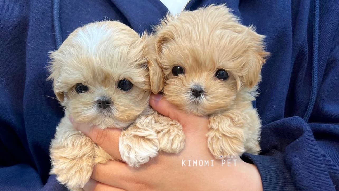 Kimomi Pet - Image 1