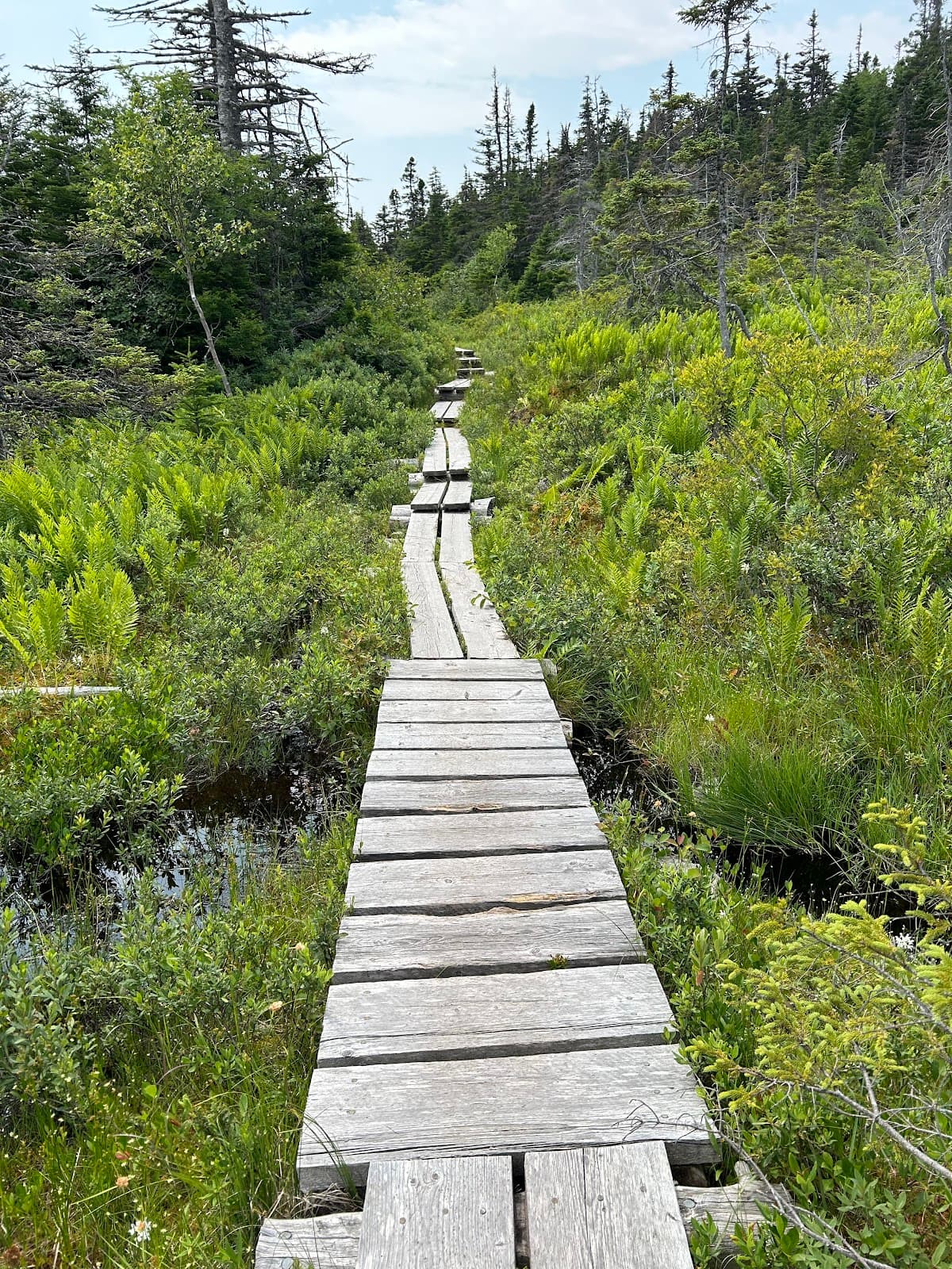 East Coast Trail Deadman's Bay Path - Image 1