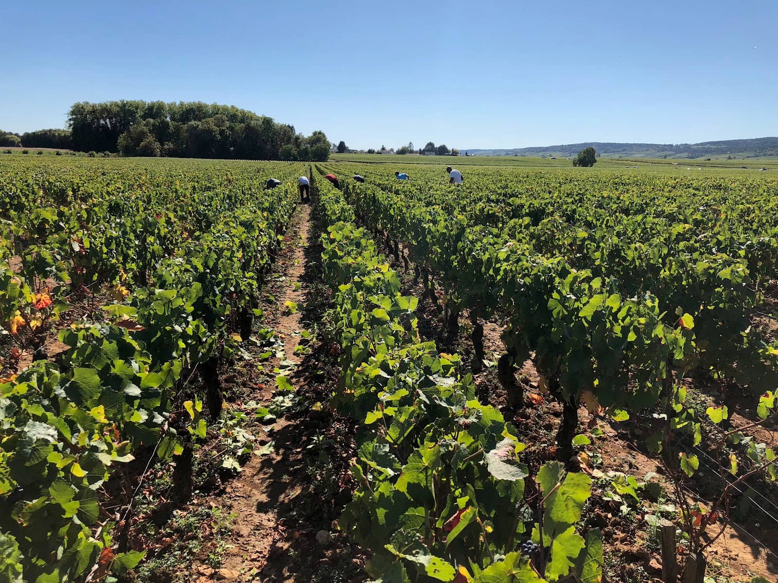 Authentic Burgundian Village Life