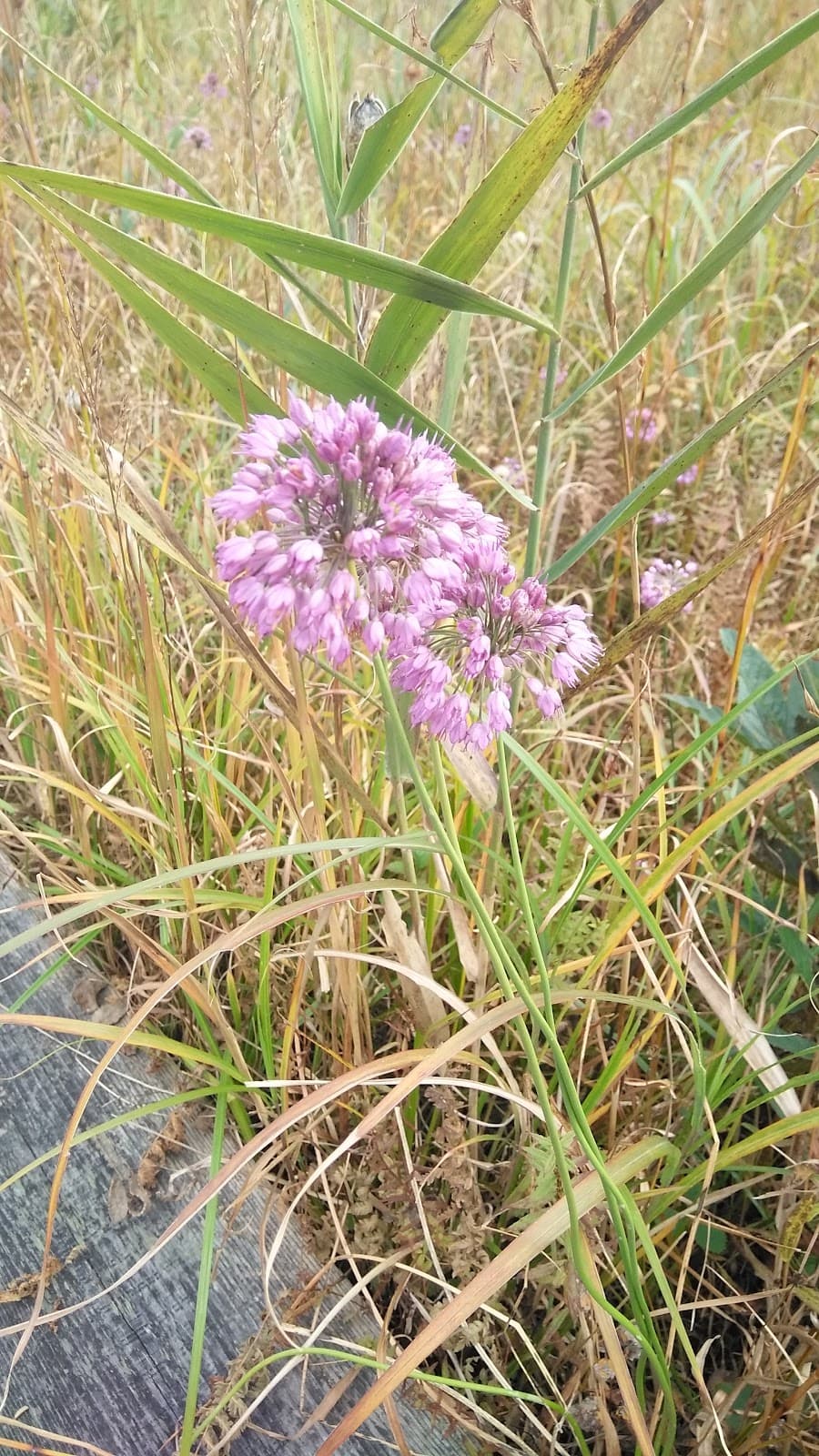 Sengokuhara Hakone - Image 1