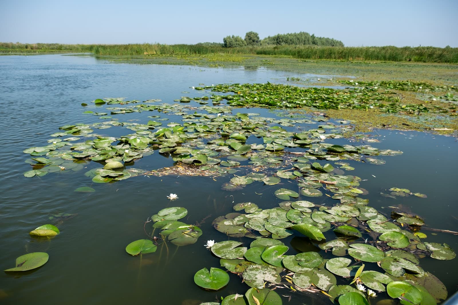 Danube Delta Biosphere Reserve - Image 1