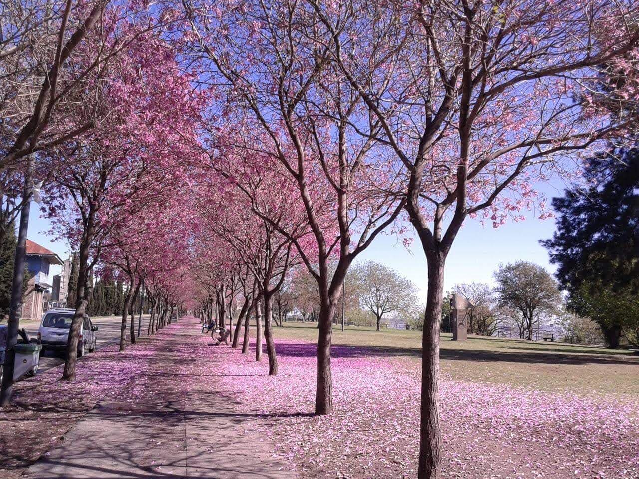 Parque Sunchales - Image 1