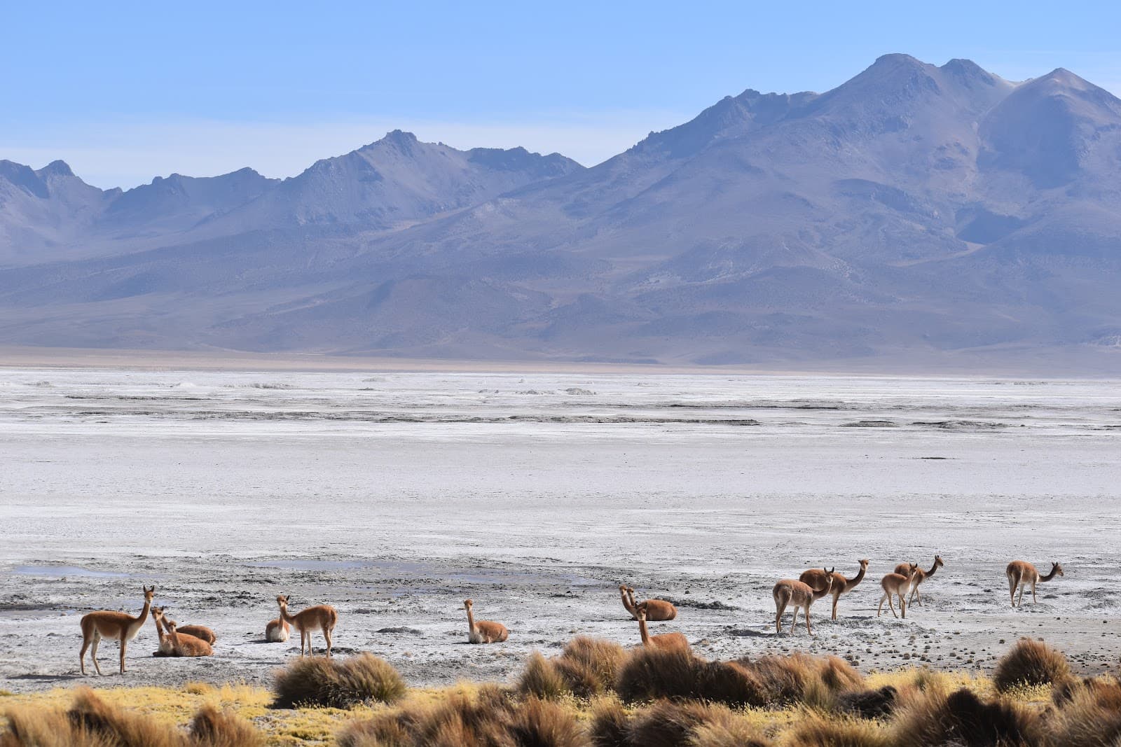 Reserva Nacional Las Vicuñas - Image 1